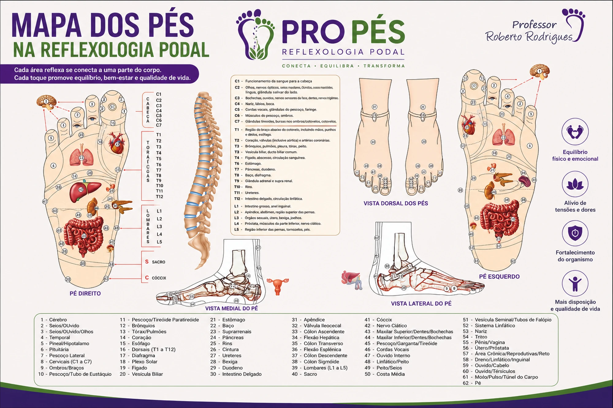 Mapa dos Pés na Reflexologia Podal com áreas reflexas do corpo